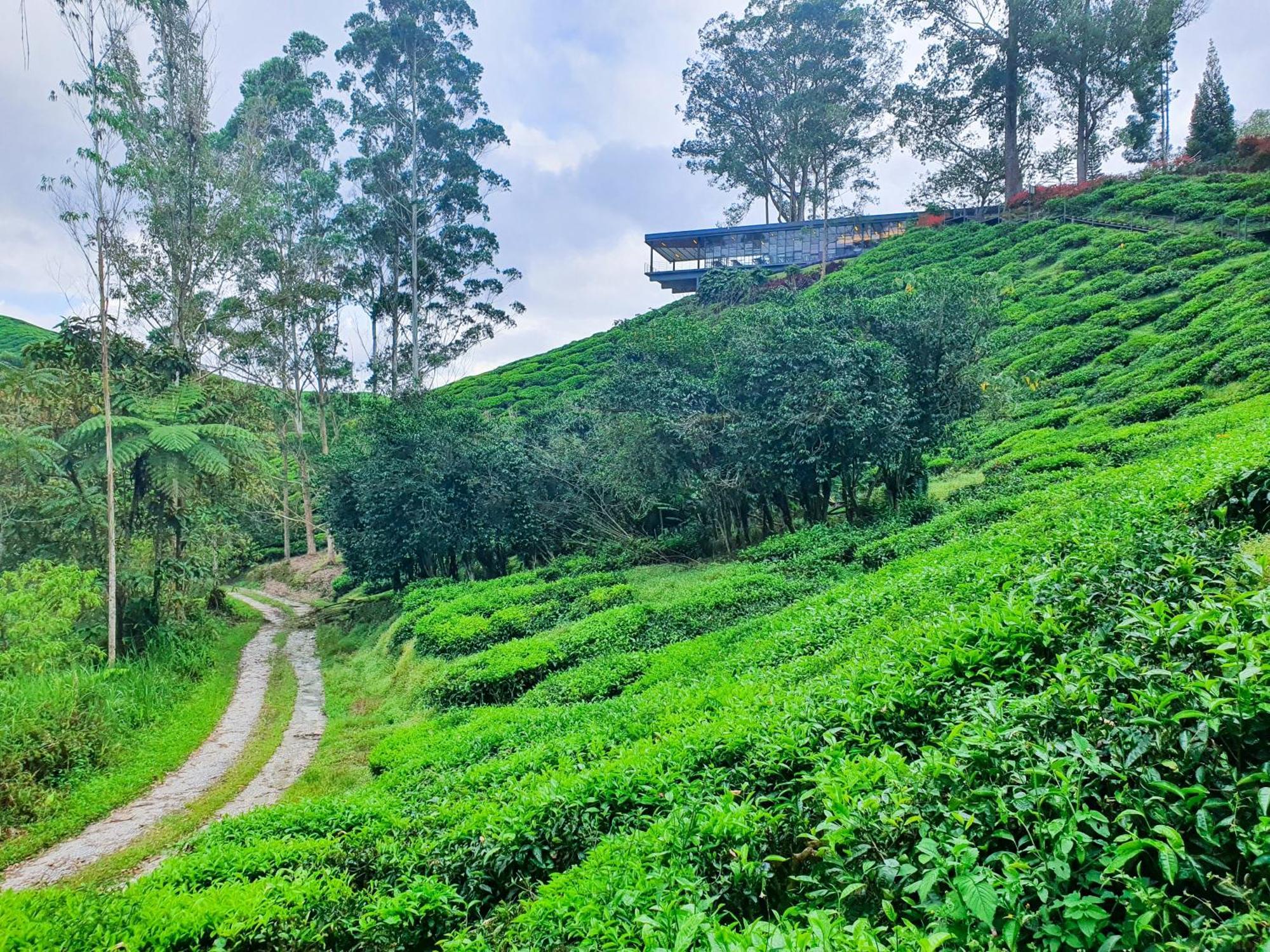 Mossy Forest Family Retreat Ii, 2-8 Pax, Cameron Highlands Kültér fotó